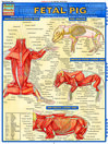 Fetal pig heart diagram labeled